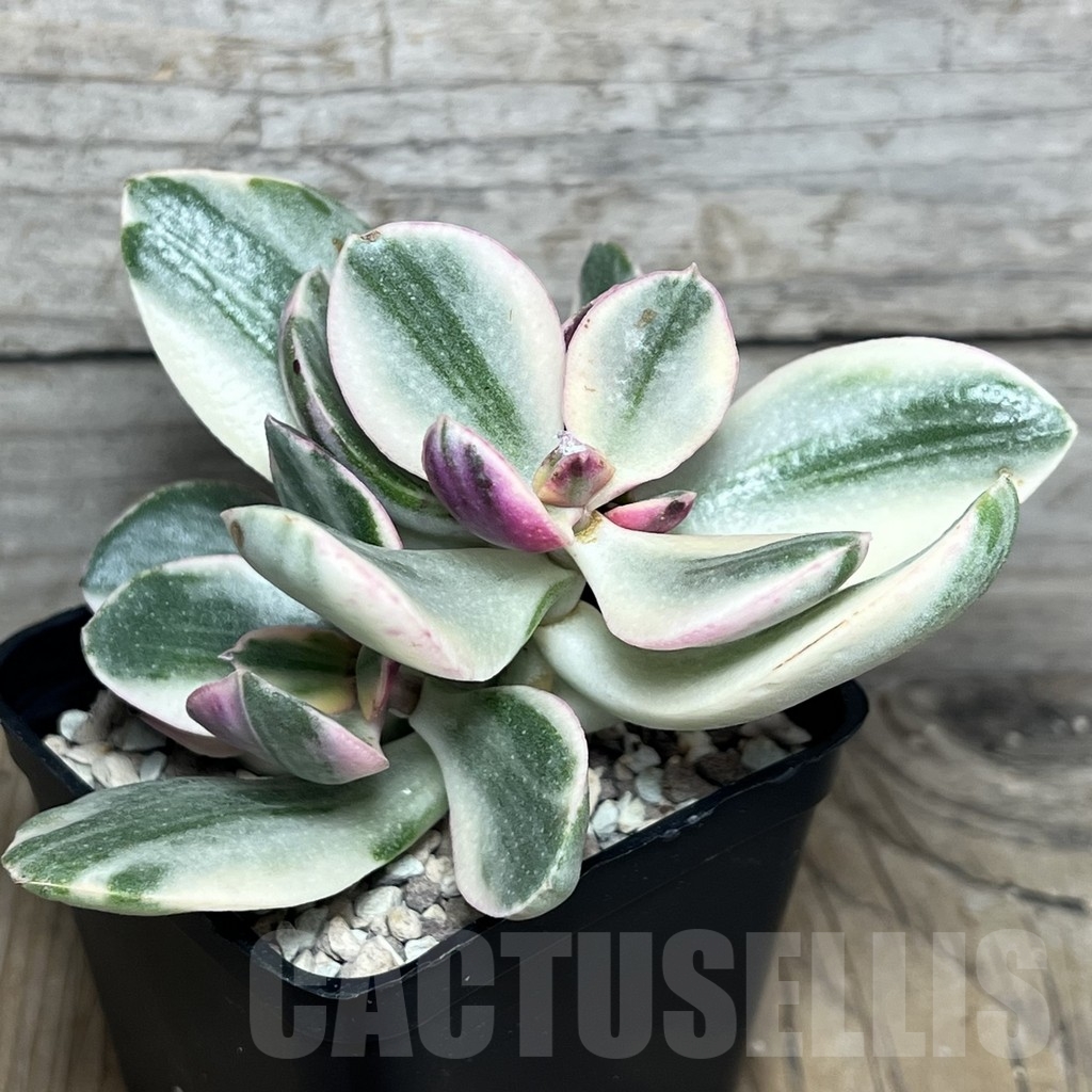 SHPR20868 Crassula arborescens ‘White’