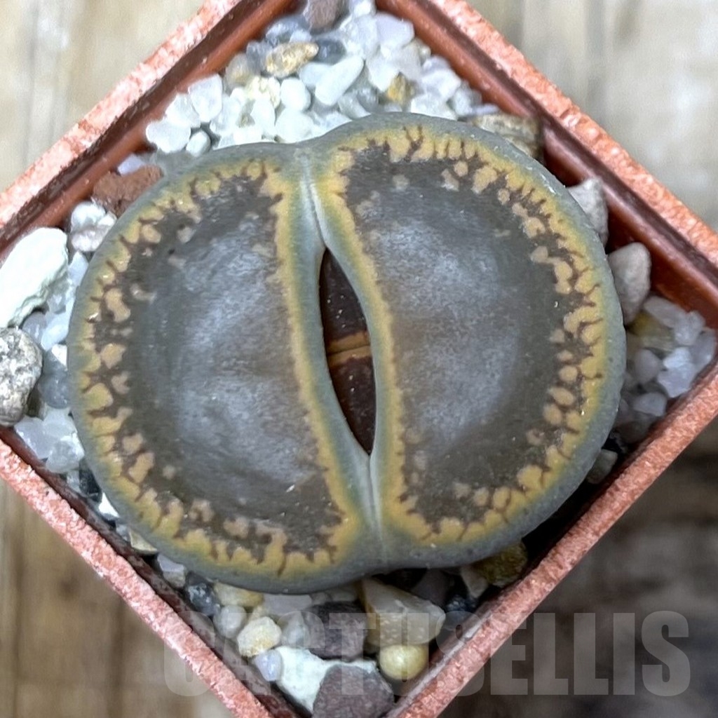 SHPR20869 Lithops aucampiae ‘Nugget’