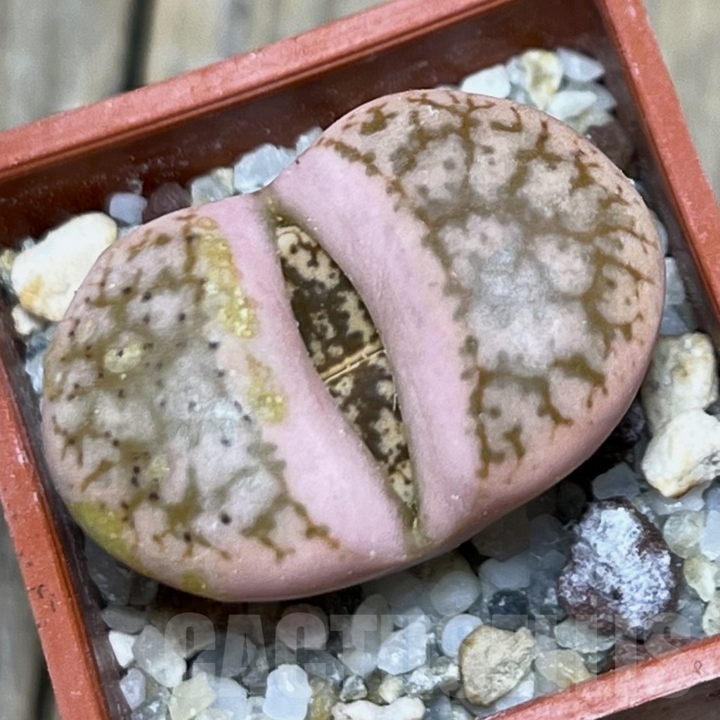 SHPR20870 Lithops gesinae v. annae 'Pink'