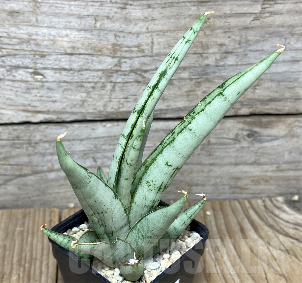 SHPR20928 Sansevieria hybrid cinta - Image 2