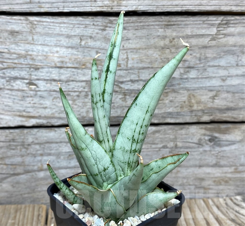 SHPR20929 Sansevieria hybrid cinta