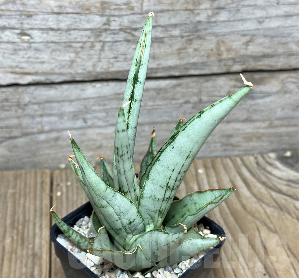 SHPR20929 Sansevieria hybrid cinta - Image 2