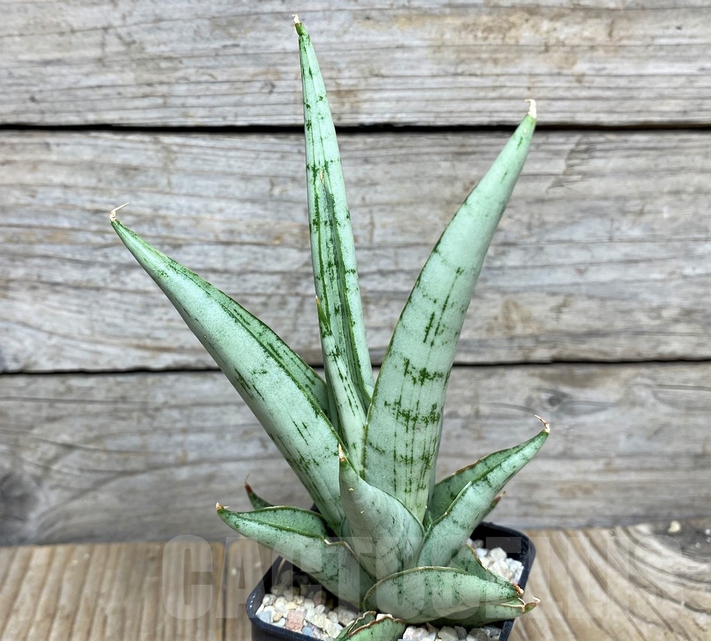 SHPR20930 Sansevieria hybrid cinta - Image 2