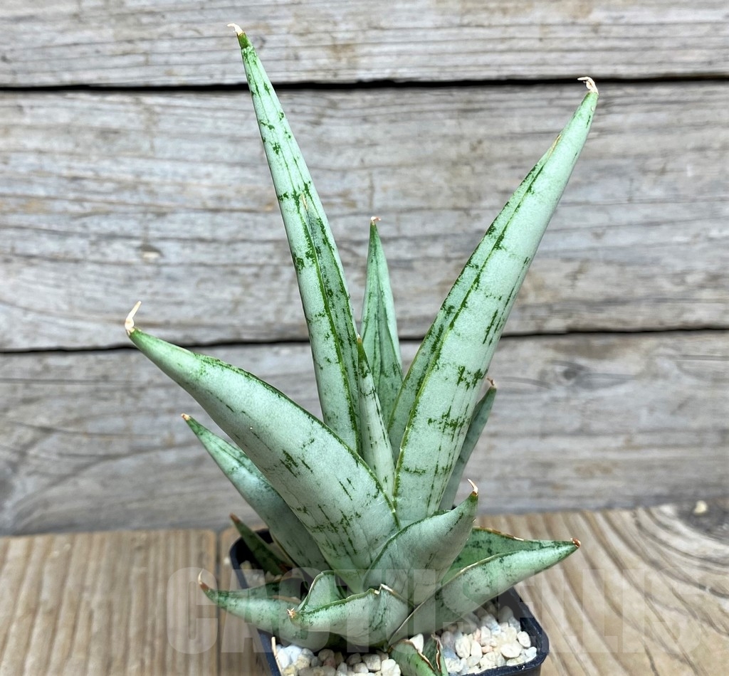 SHPR20930 Sansevieria hybrid cinta
