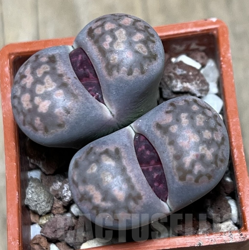 SHPR20871 Lithops salicola ‘Bacchus x Julii'