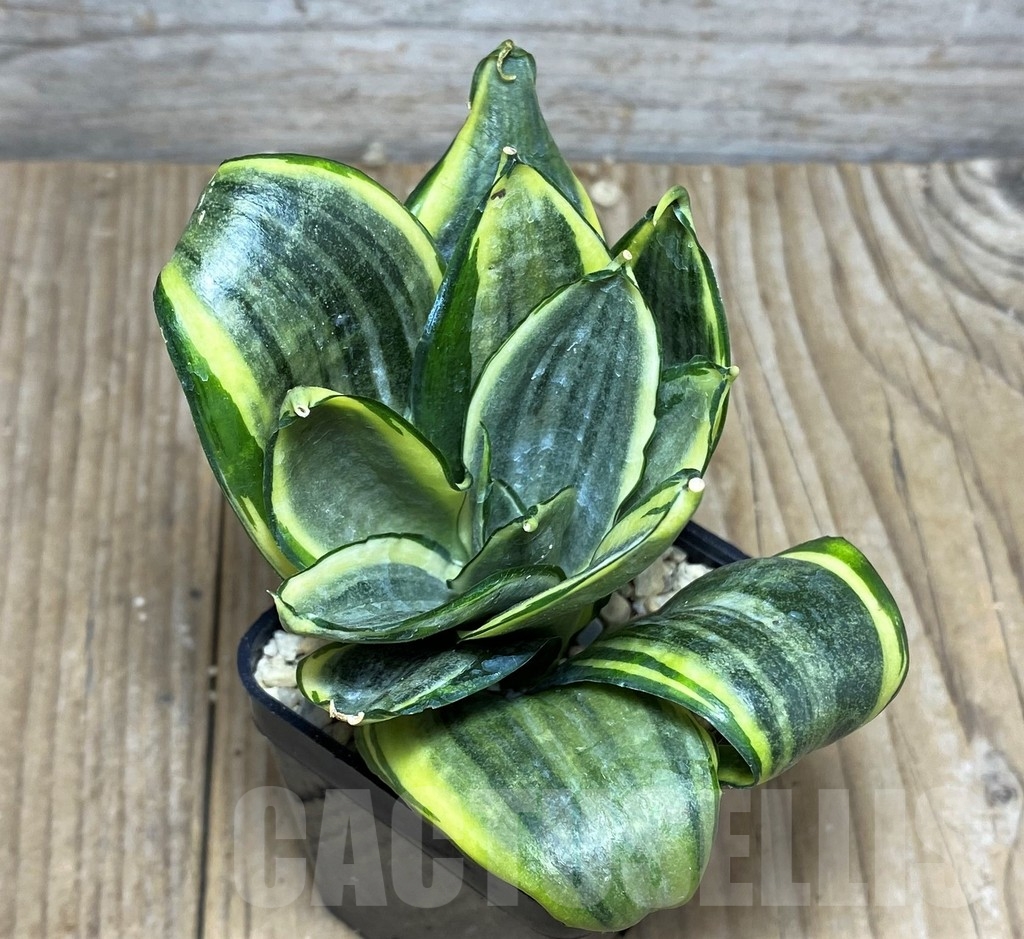 SHPR20933 Sansevieria hani silvervrocs - Image 2