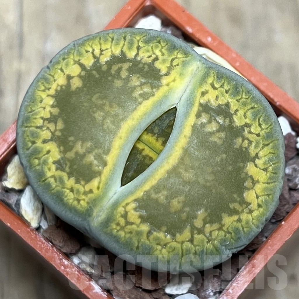SHPR20873 Lithops aucampiae 'Jackson's Jade'