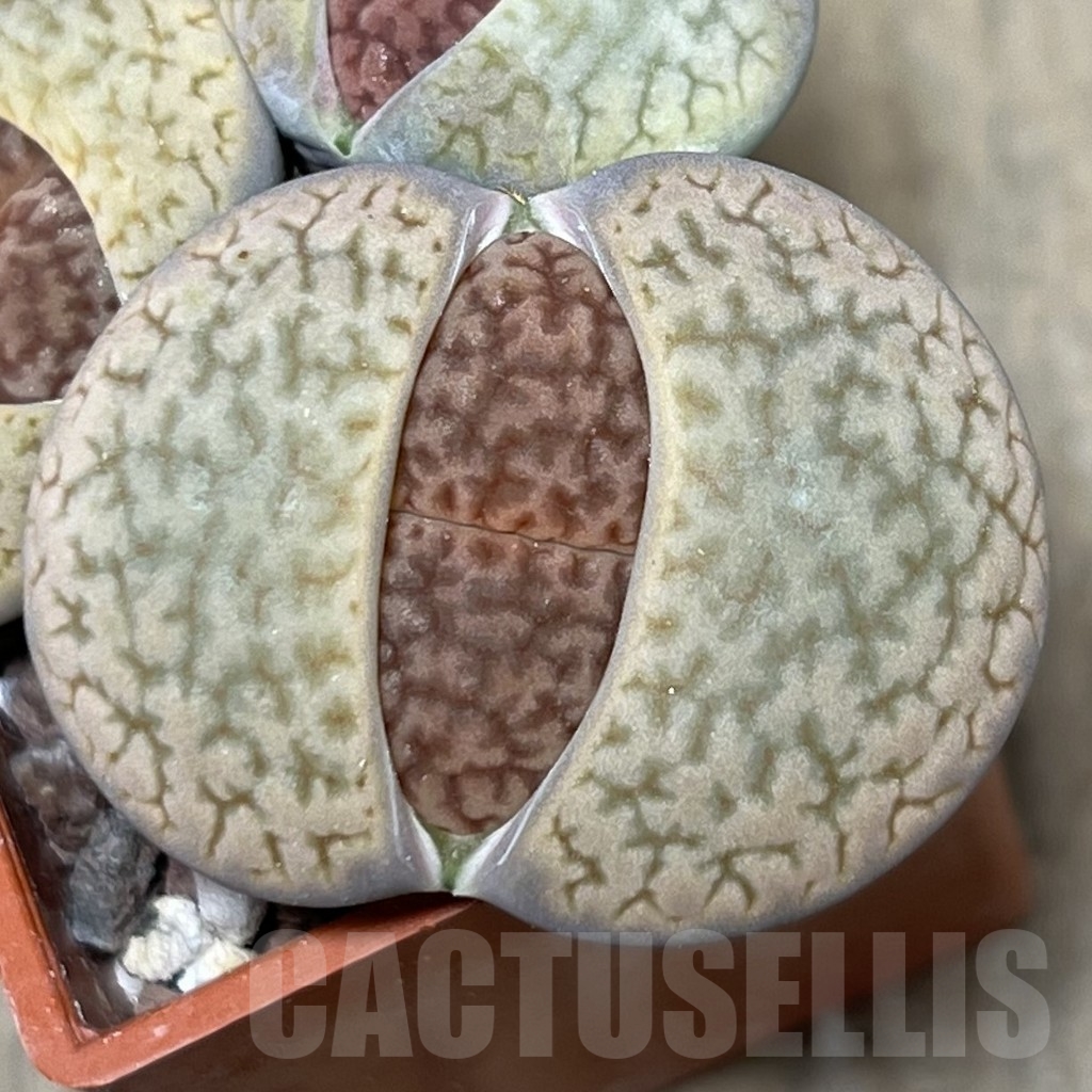 SHPR20874 Lithops hookeri v. marginata