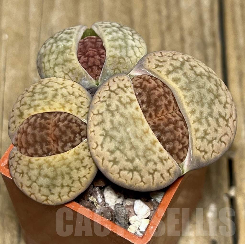 SHPR20874 Lithops hookeri v. marginata - Image 2