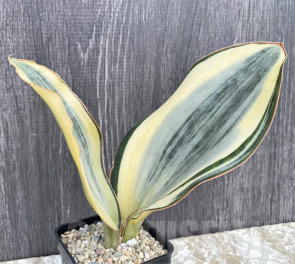 SHPR20959 Sansevieria 'Masoniana' white