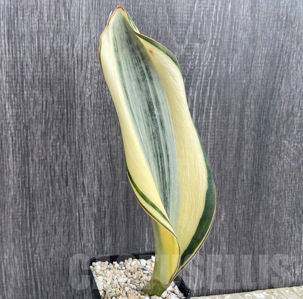 SHPR20960 Sansevieria 'Masoniana' white - Image 2