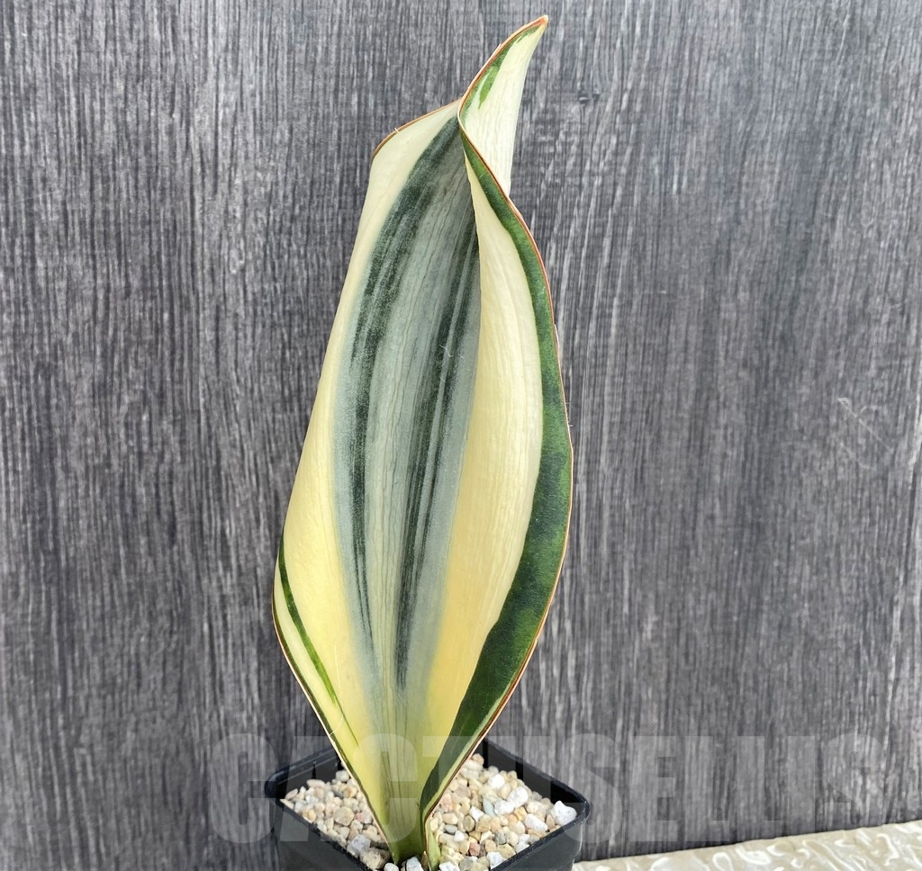 SHPR20960 Sansevieria 'Masoniana' white