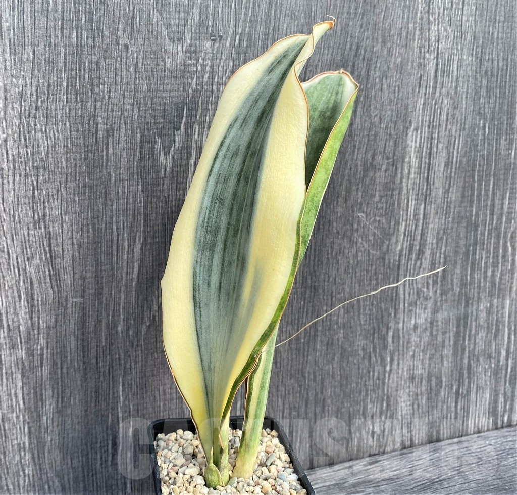 SHPR20961 Sansevieria 'Masoniana' white