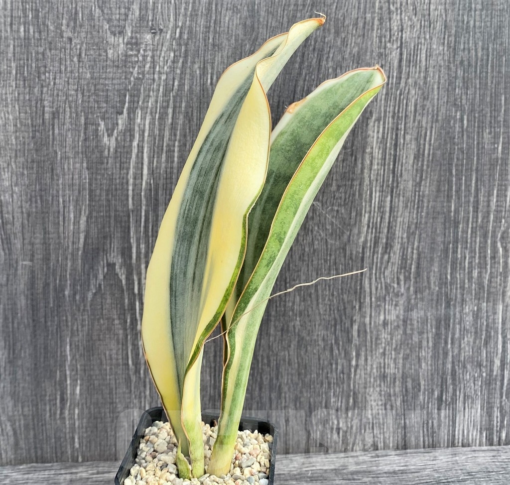 SHPR20961 Sansevieria 'Masoniana' white - Image 2