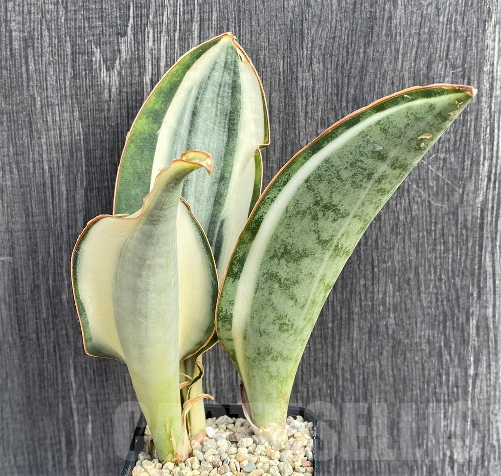 SHPR20964 Sansevieria 'Masoniana' white - immagine 2
