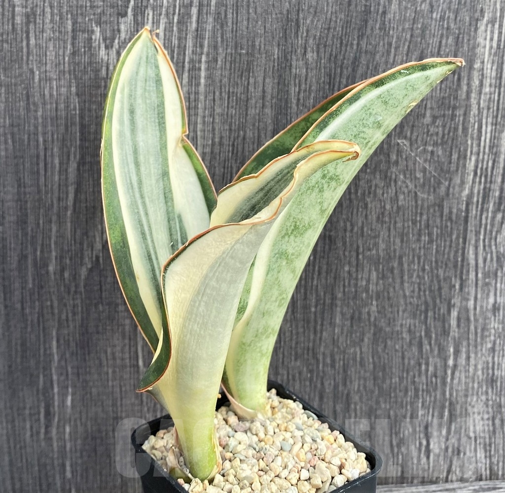 SHPR20964 Sansevieria 'Masoniana' white