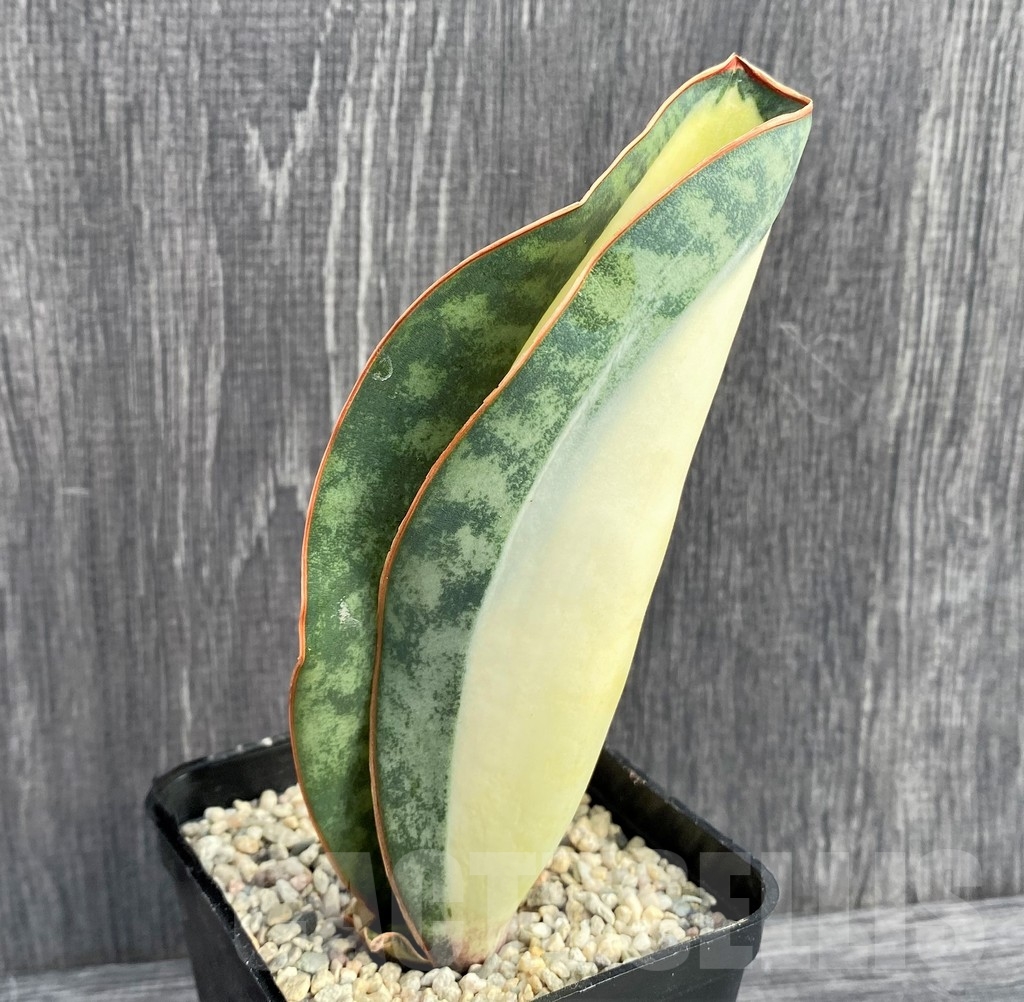 SHPR20965 Sansevieria 'Masoniana' mediopicta