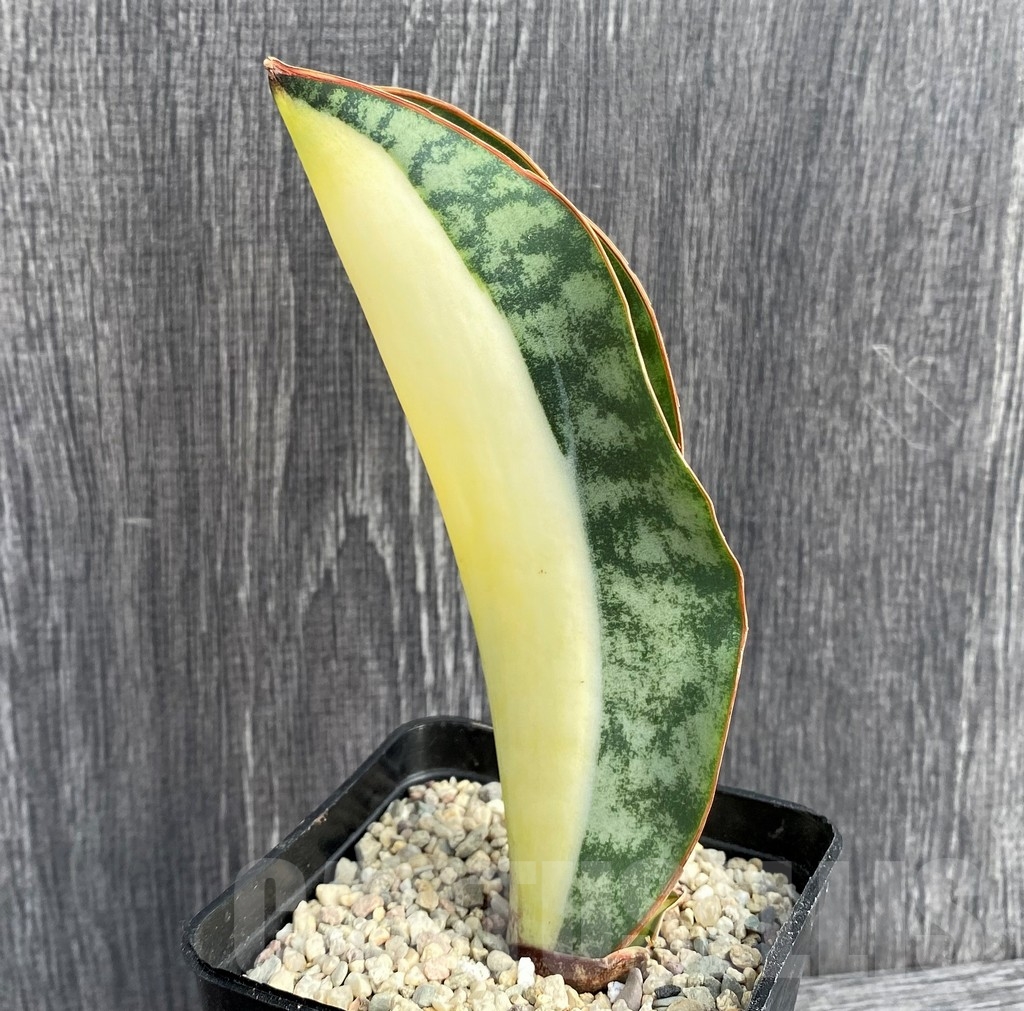 SHPR20965 Sansevieria 'Masoniana' mediopicta - Image 2