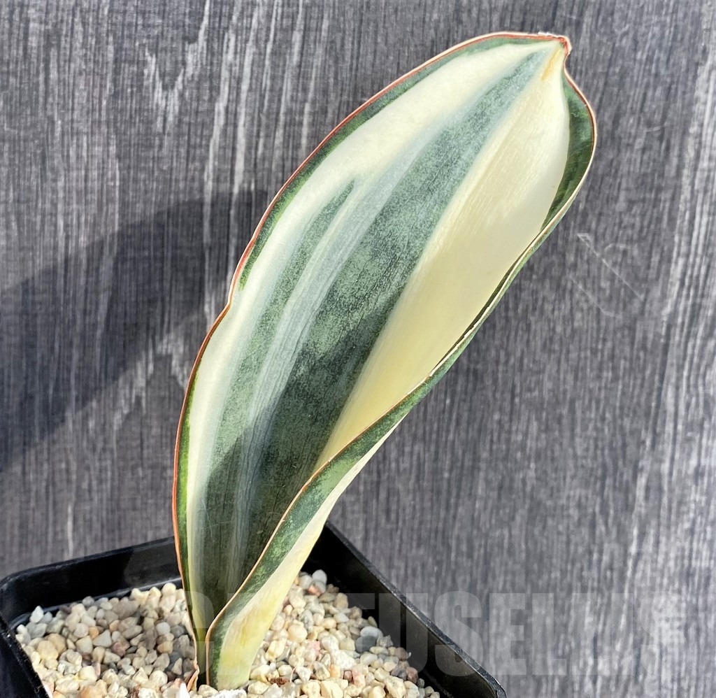 SHPR20966 Sansevieria 'Masoniana' mediopicta