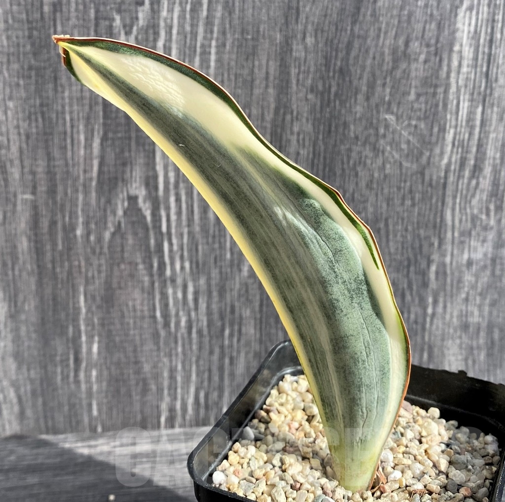 SHPR20966 Sansevieria 'Masoniana' mediopicta - immagine 2