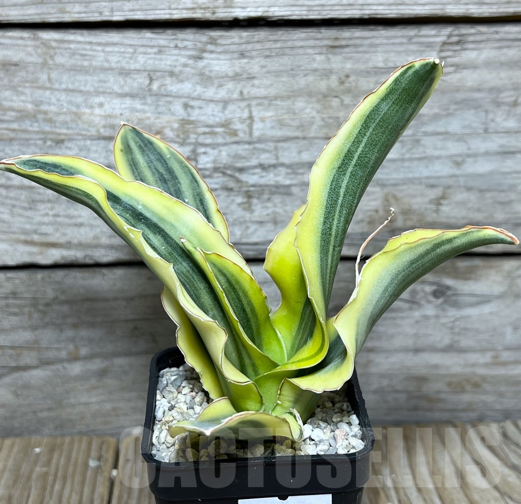 SHPR20914 Sansevieria katana silver - Image 2