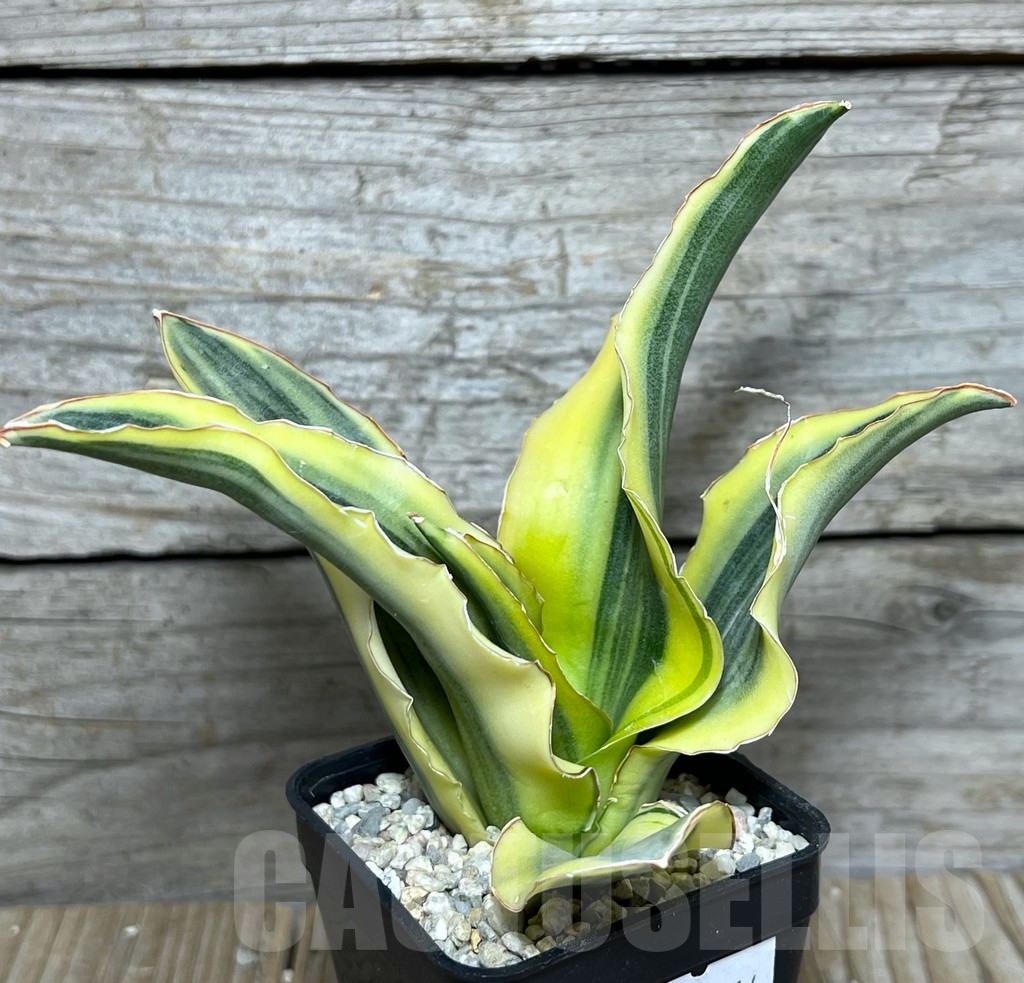 SHPR20914 Sansevieria katana silver