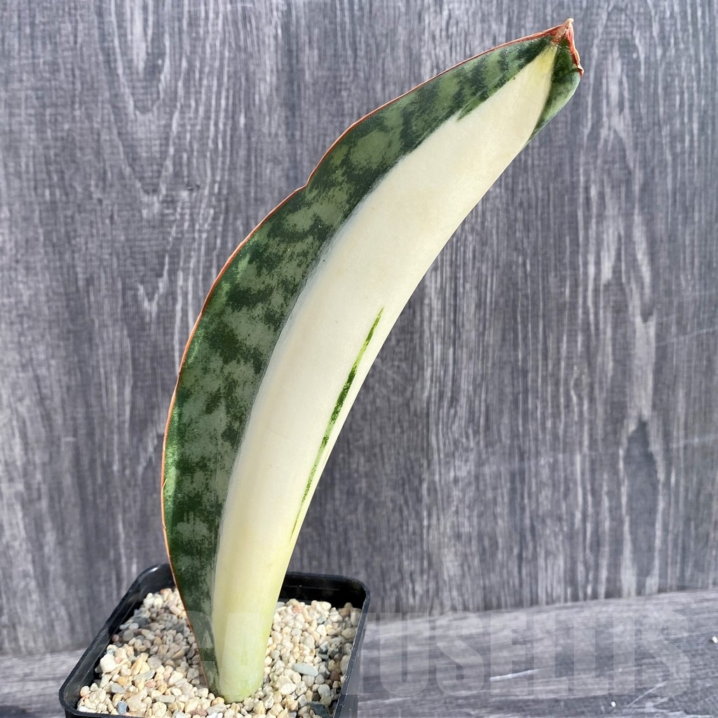 SHPR20970 Sansevieria 'Masoniana' mediopicta