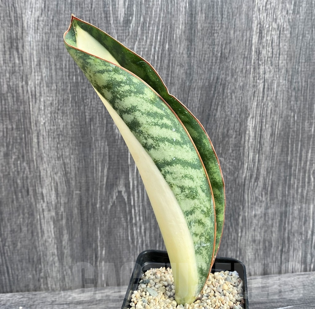SHPR20970 Sansevieria 'Masoniana' mediopicta – Bild 2