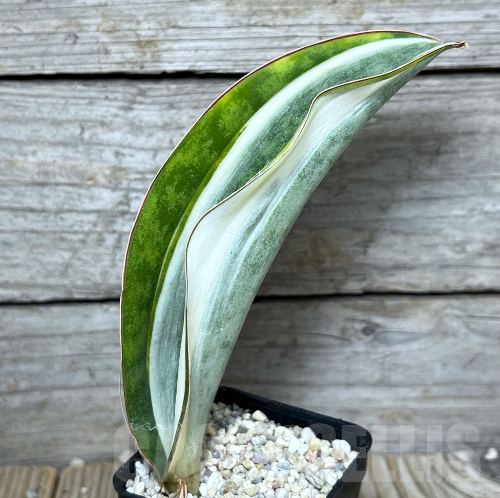 SHPR20918 Sansevieria 'Masoniana' white