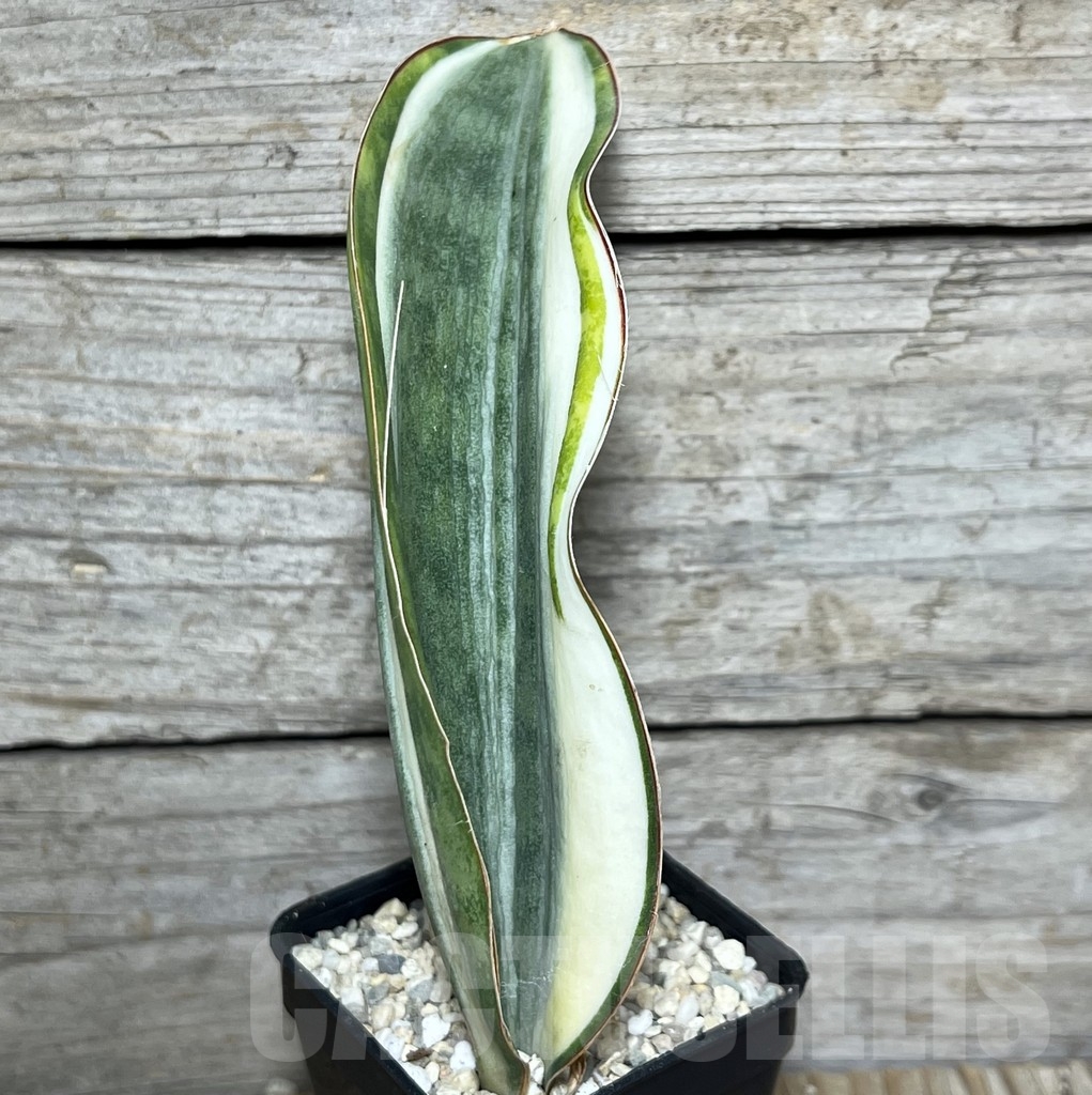SHPR20918 Sansevieria 'Masoniana' white - Image 2