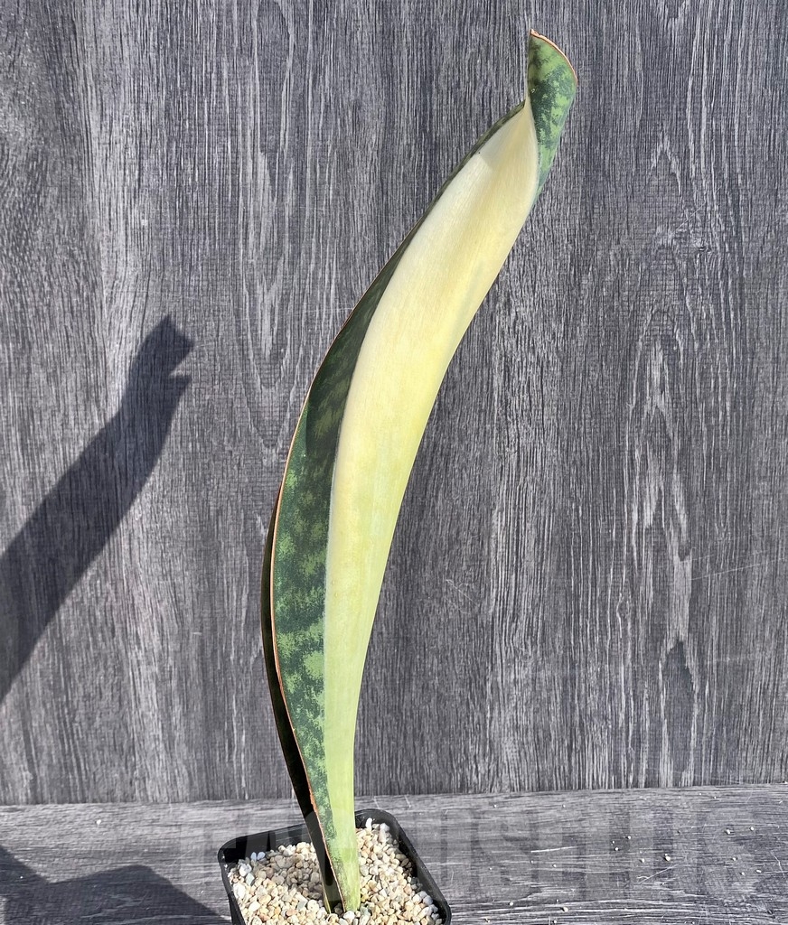 SHPR20979 Sansevieria 'Masoniana' mediopicta - Image 3