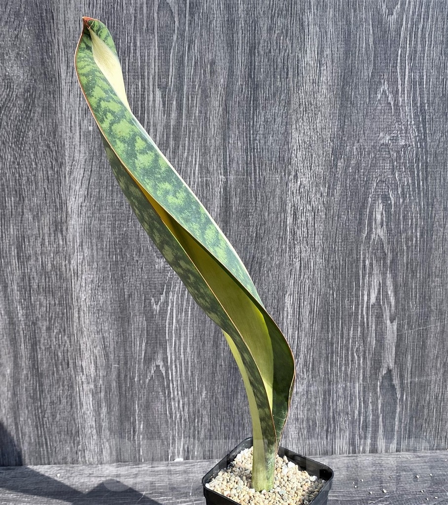 SHPR20979 Sansevieria 'Masoniana' mediopicta - Image 2