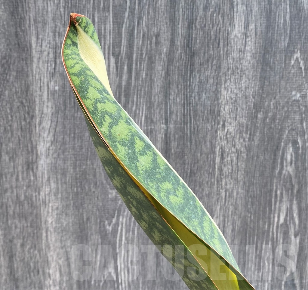 SHPR20979 Sansevieria 'Masoniana' mediopicta