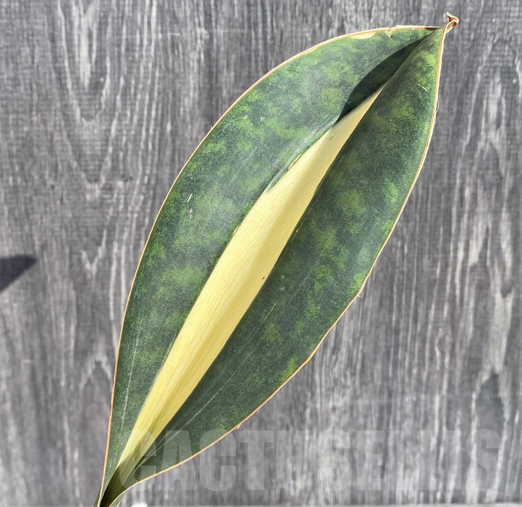 SHPR20980 Sansevieria 'Masoniana' mediopicta