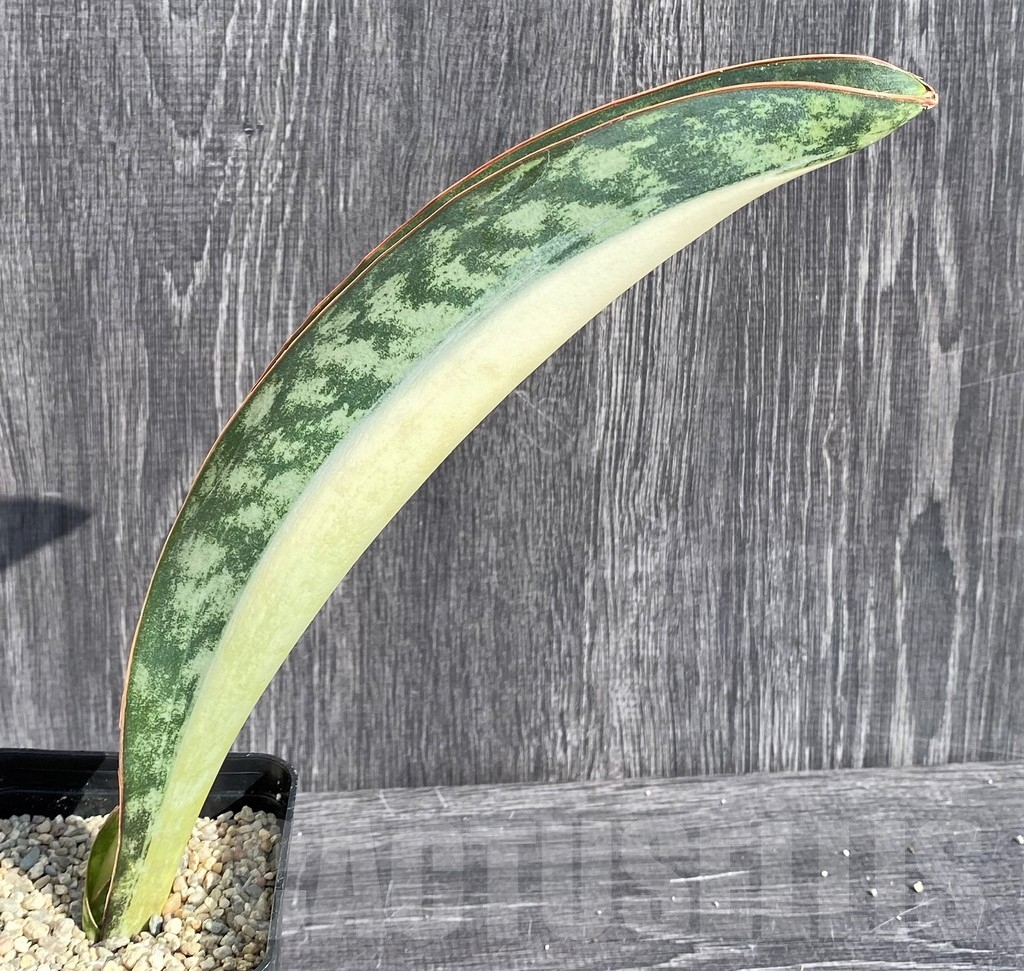SHPR20981 Sansevieria 'Masoniana' mediopicta