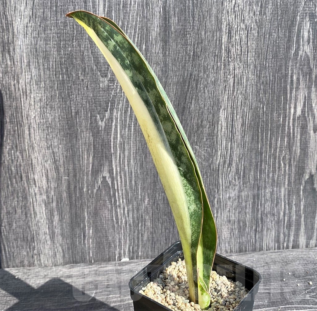 SHPR20981 Sansevieria 'Masoniana' mediopicta - Image 2