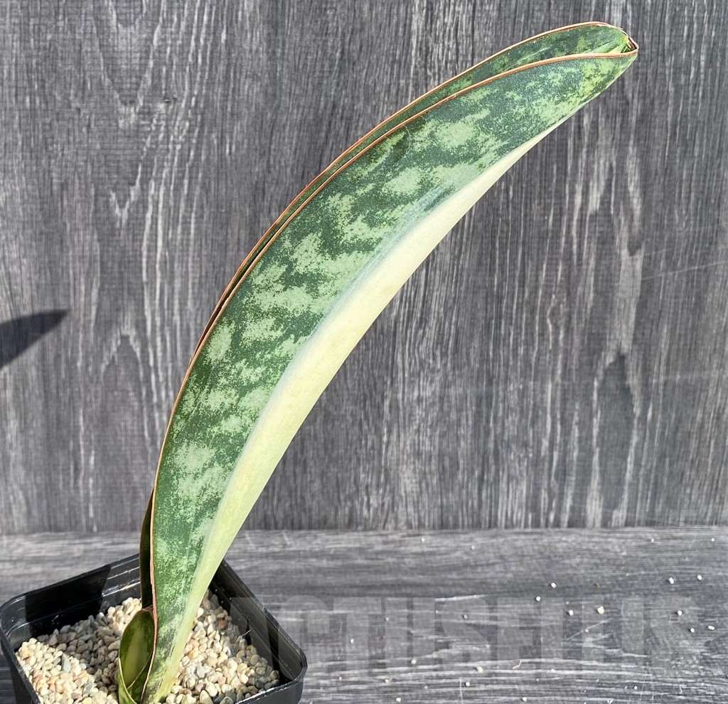 SHPR20981 Sansevieria 'Masoniana' mediopicta - Image 3