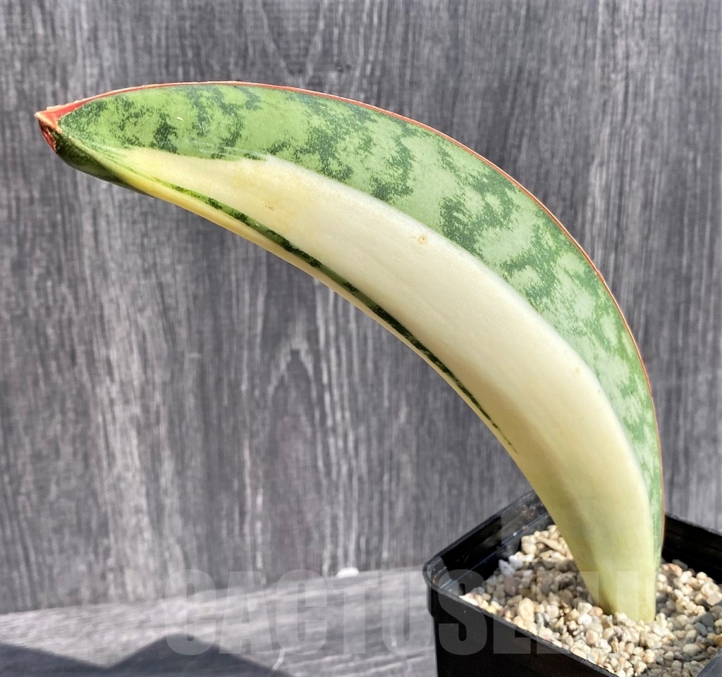 SHPR20982 Sansevieria 'Masoniana' mediopicta