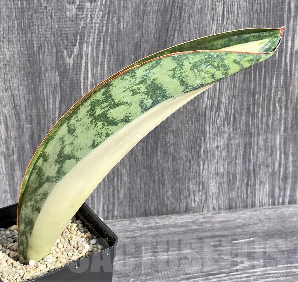 SHPR20982 Sansevieria 'Masoniana' mediopicta - Image 2
