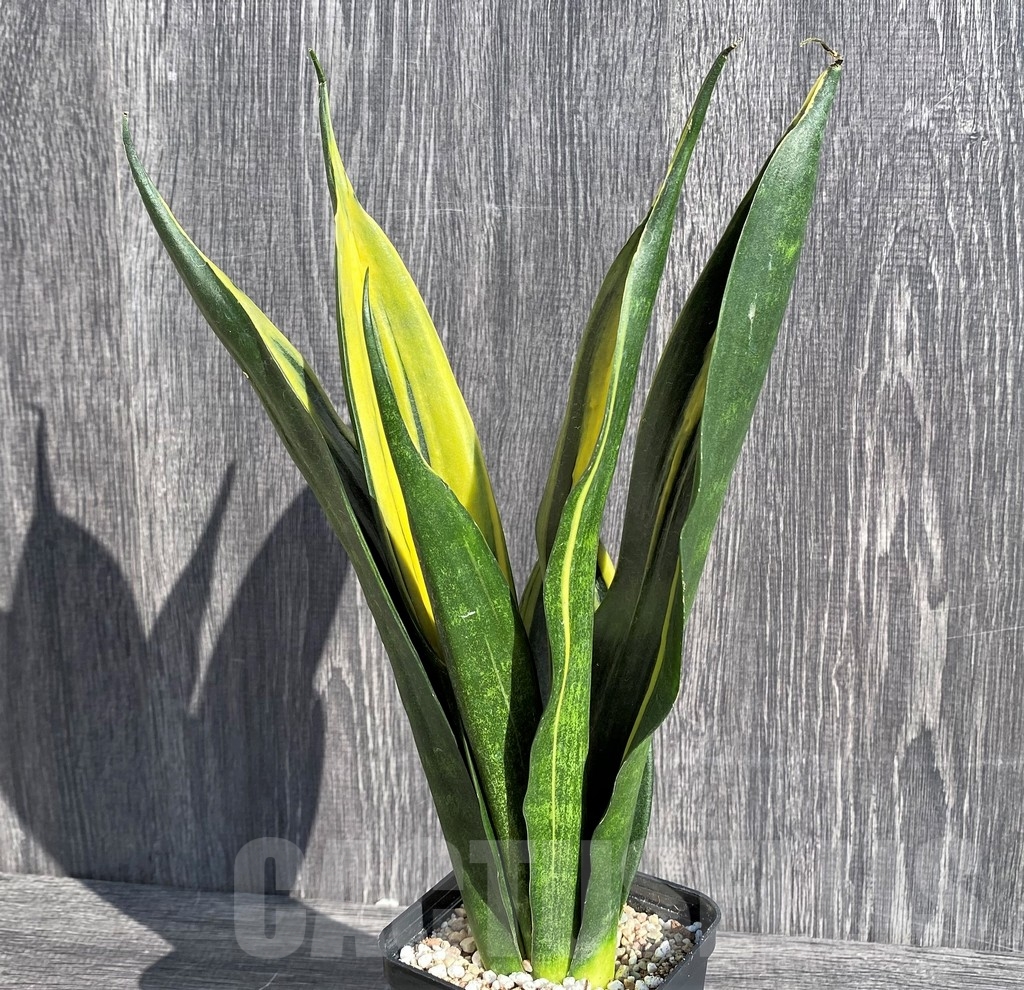 SHPR20984 Sansevieria 'Gold Flame' - Image 2
