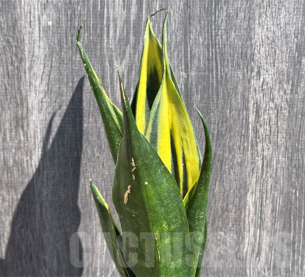 SHPR20984 Sansevieria 'Gold Flame' - Image 3