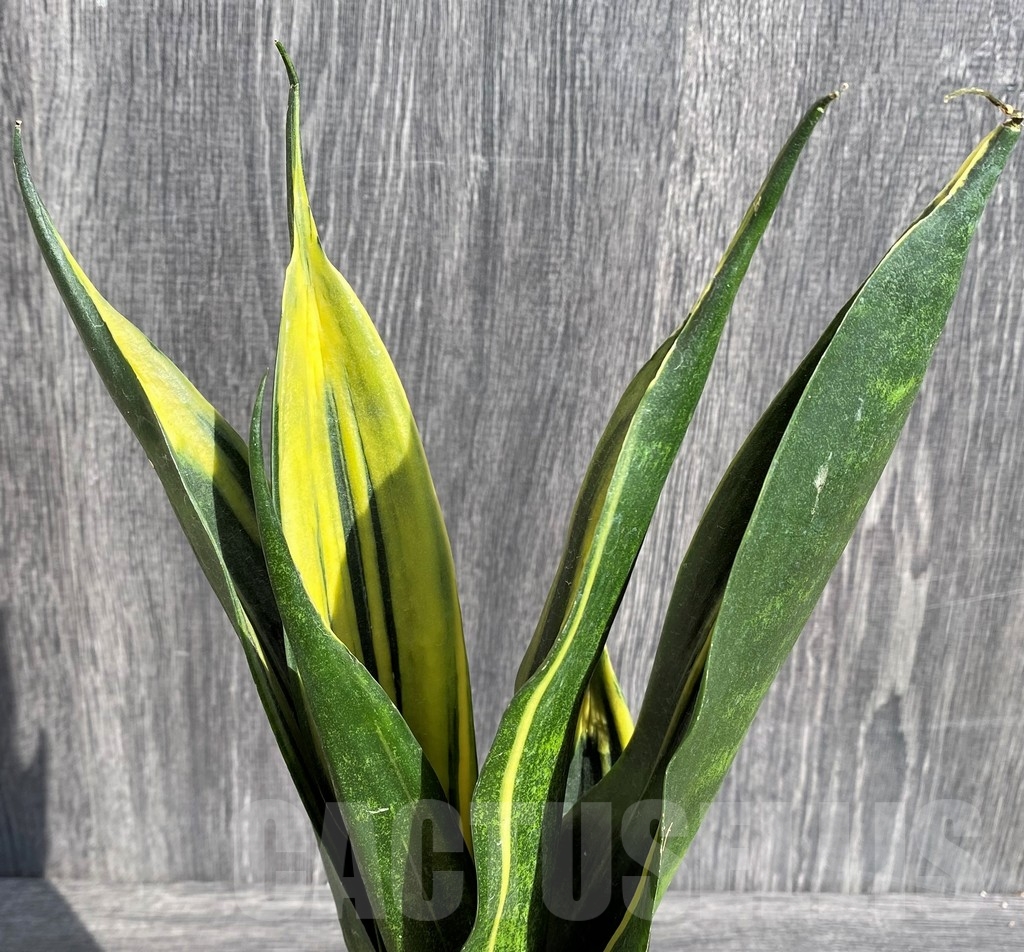 SHPR20984 Sansevieria 'Gold Flame'