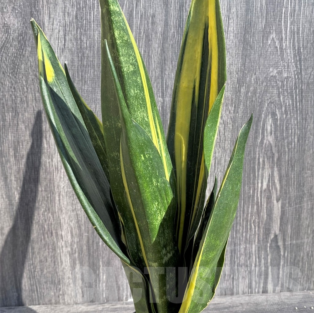SHPR20985 Sansevieria 'Gold Flame' black - Image 2