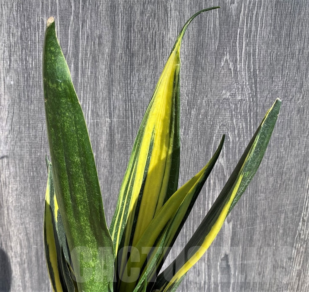 SHPR20985 Sansevieria 'Gold Flame' black