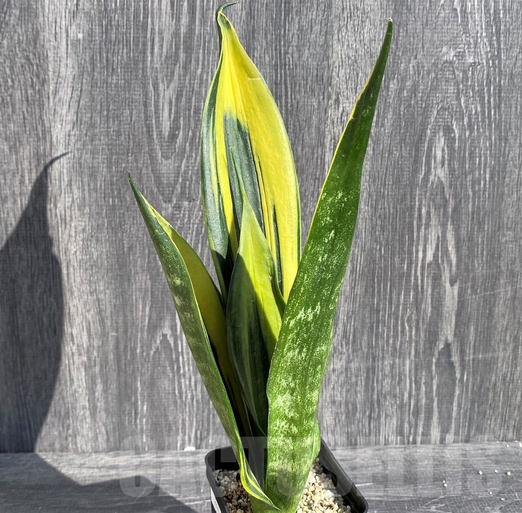 SHPR20987 Sansevieria 'Gold Flame' black - Image 3