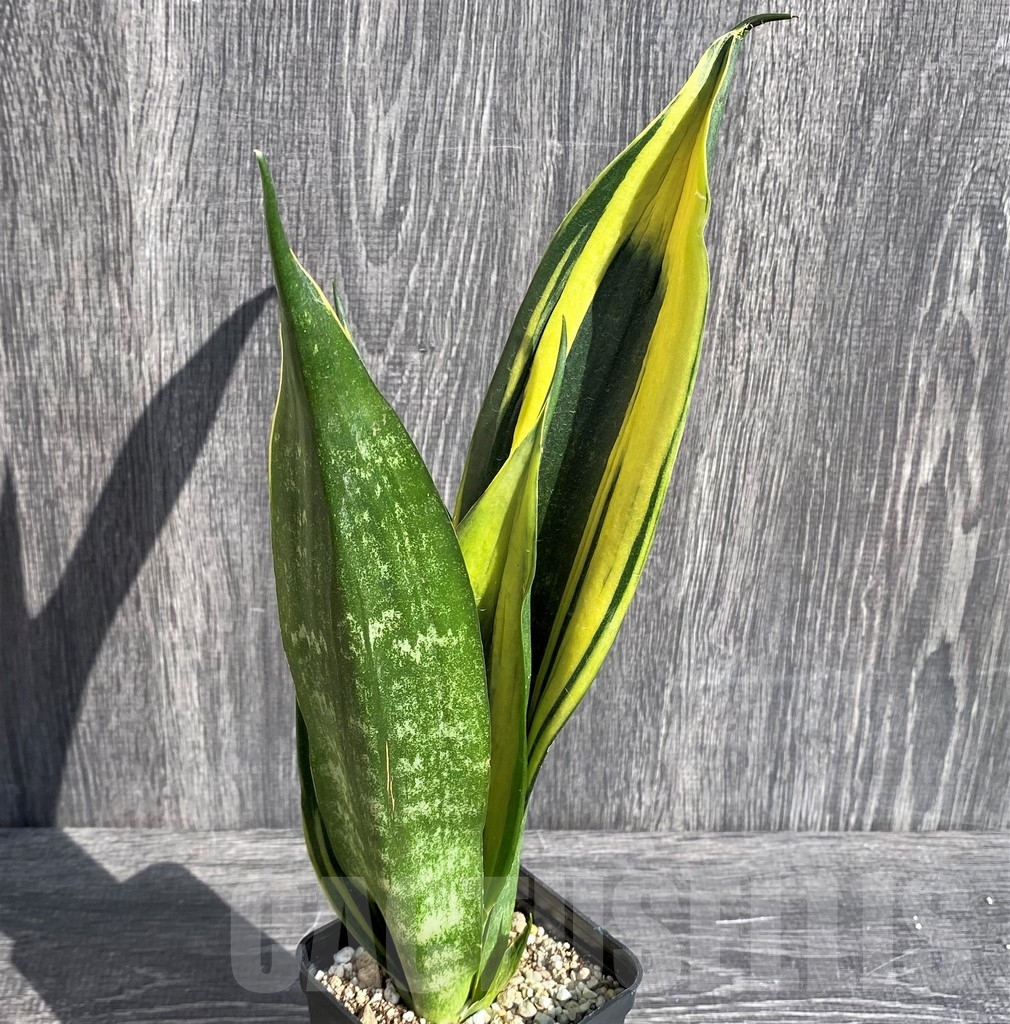 SHPR20987 Sansevieria 'Gold Flame' black - Image 2