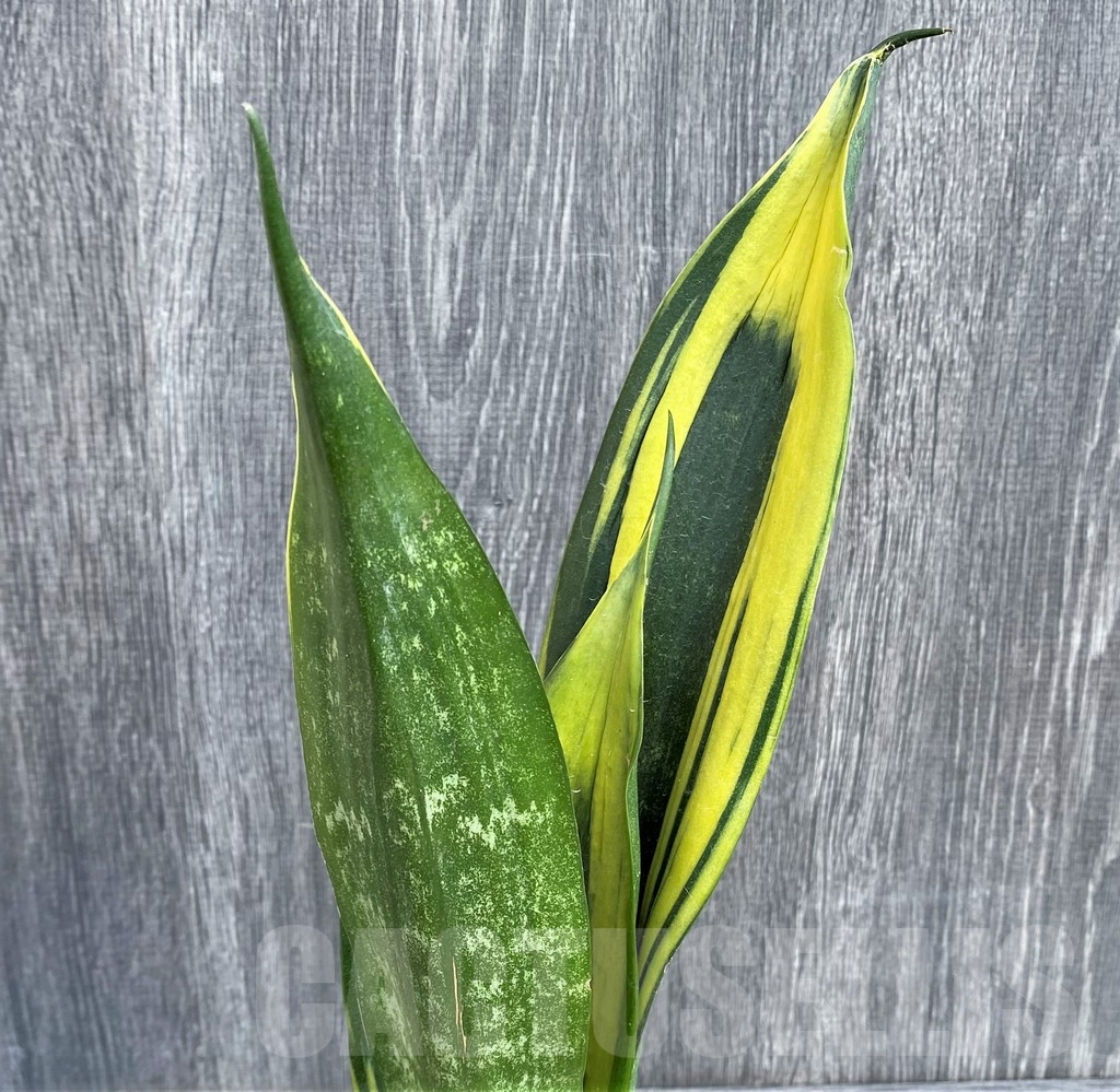 SHPR20987 Sansevieria 'Gold Flame' black