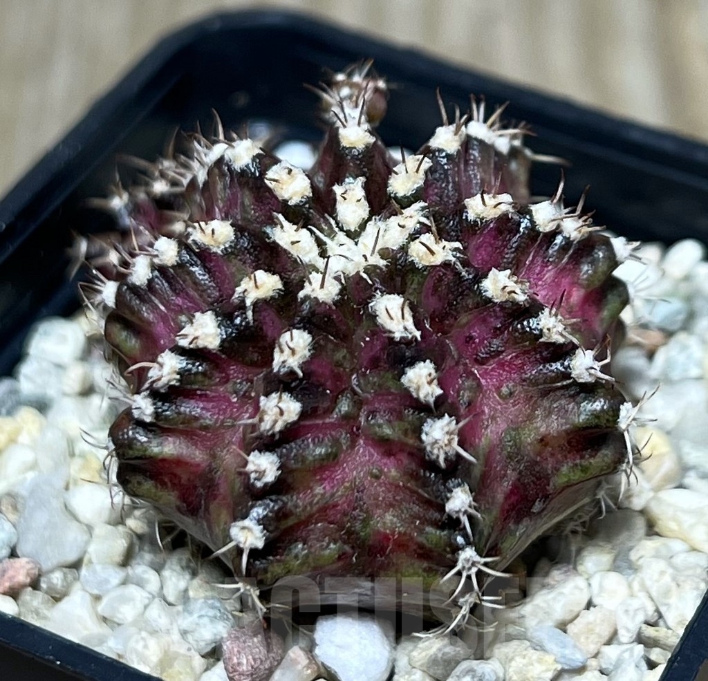 SHPR20939 Gymnocalycium mihanovichii 'T-lux' hybrid