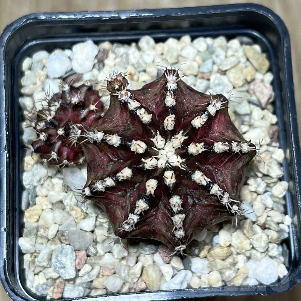 SHPR20939 Gymnocalycium mihanovichii 'T-lux' hybrid - Obrázek 2