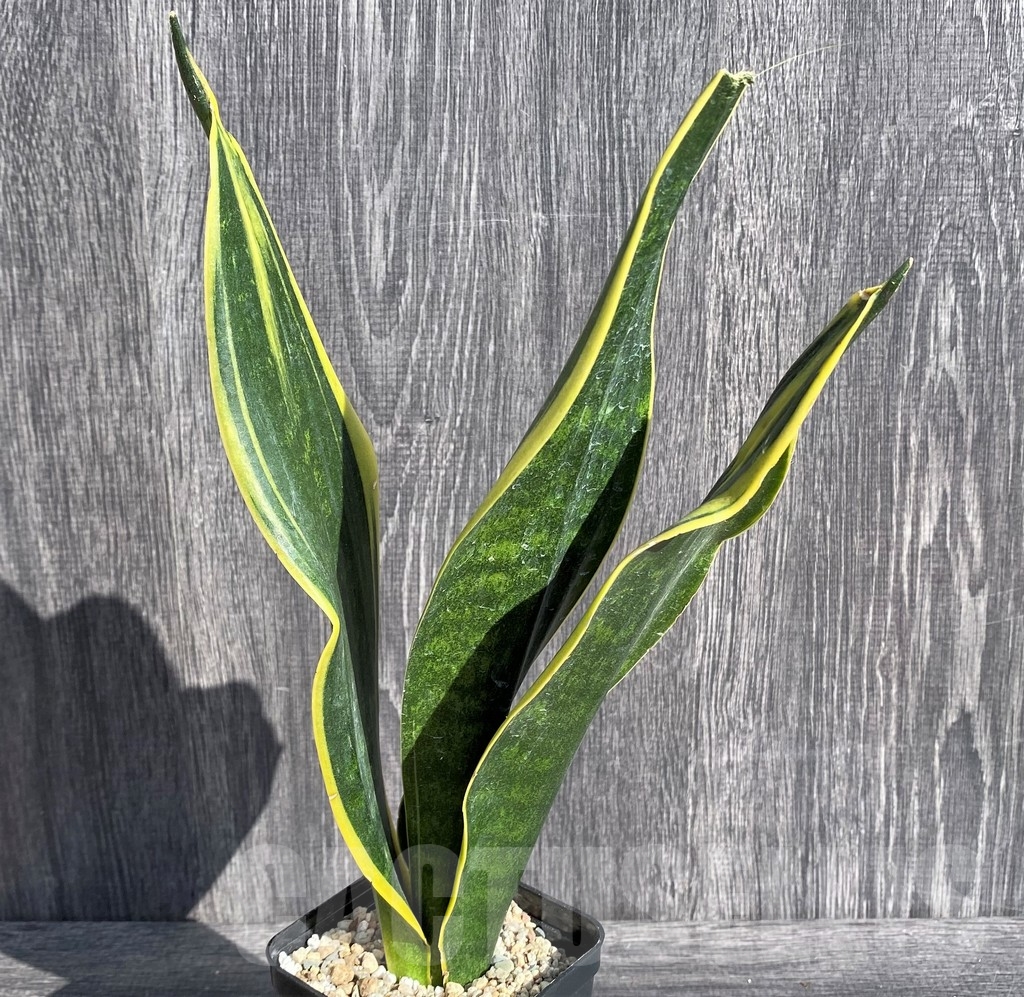 SHPR20991 Sansevieria 'Gold Flame' - Image 2